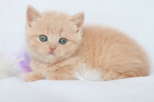 Кремовый окрас британских кошек, бежевый, персиковый. Бежевые британцы фото. Британские котята кремовые фото. Британские котята кремового окраса. Британец персикового цвета фото. Бежеаве британцы  